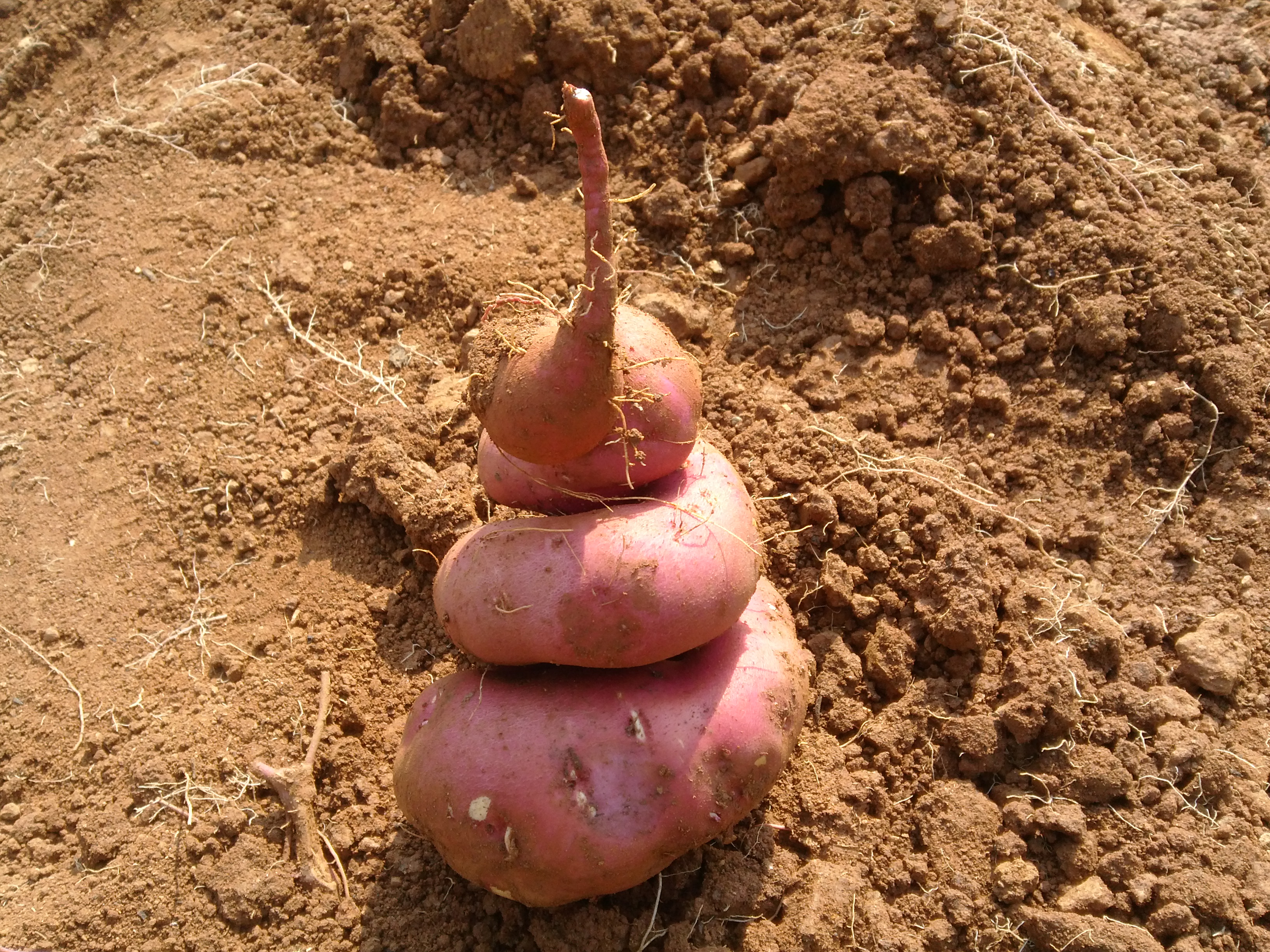 고구마를 캣는데...