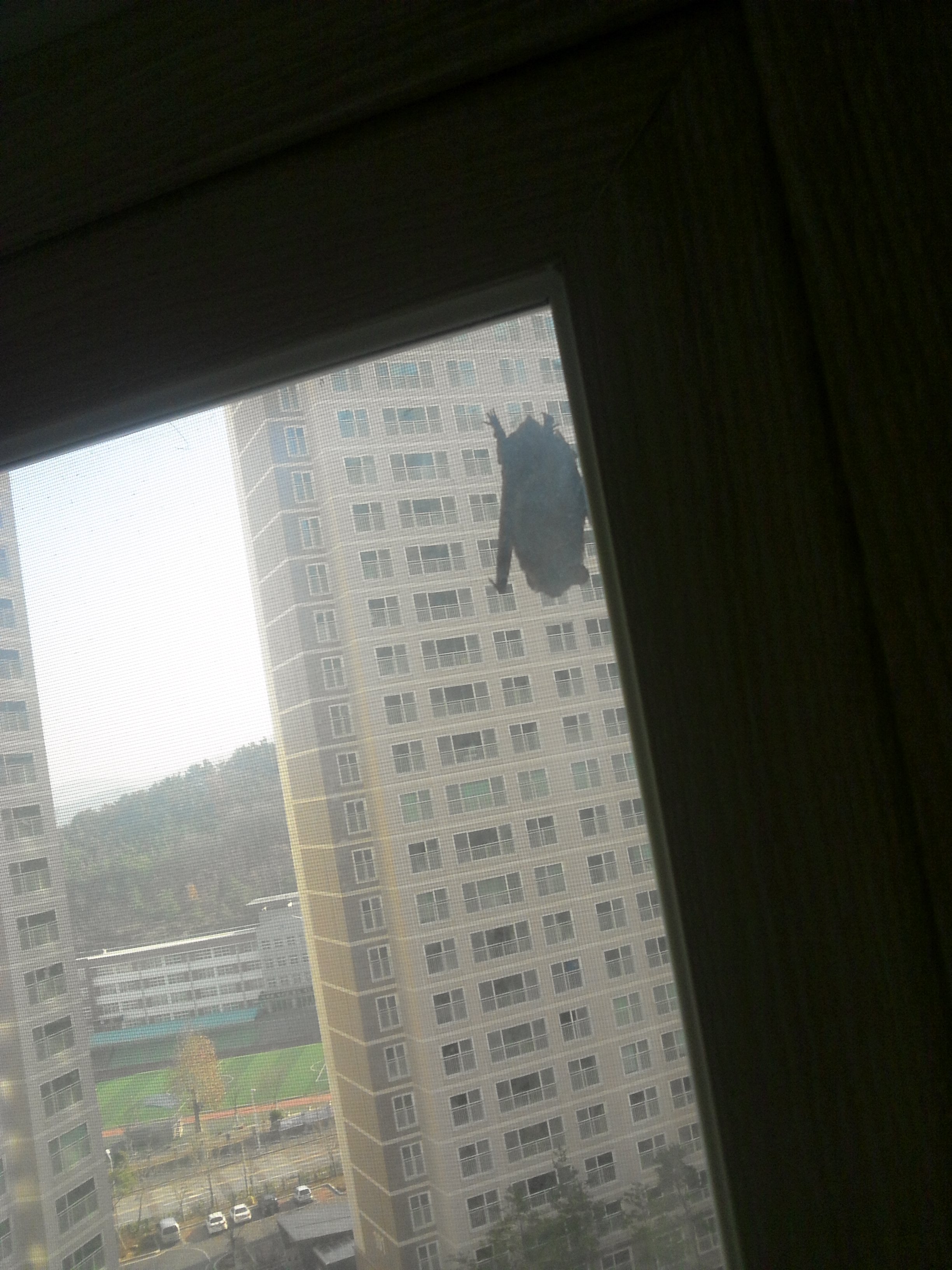 우리집 창문에 박쥐