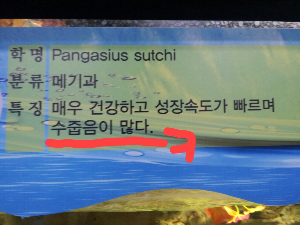 메기란 녀석..
