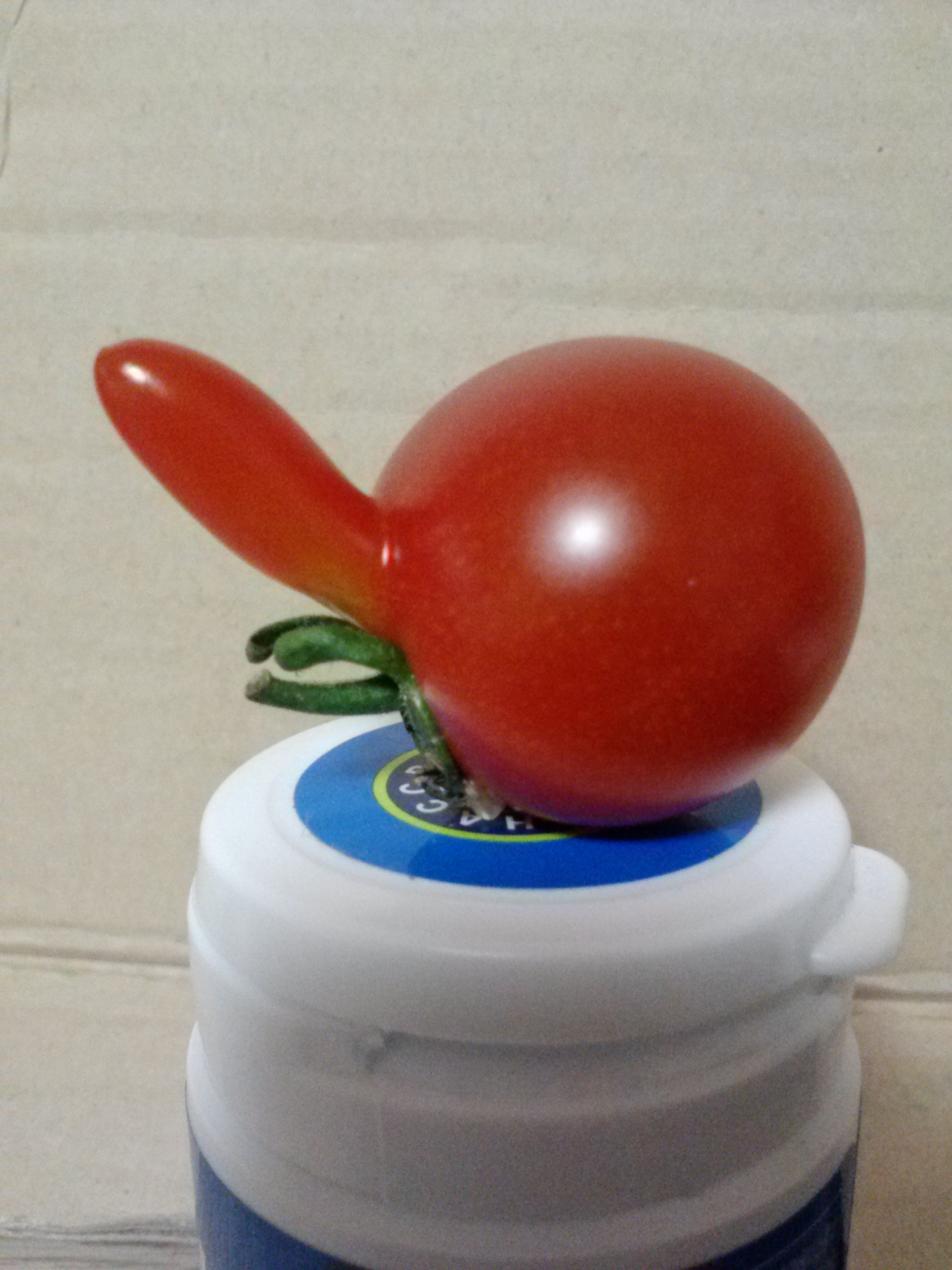 숫컷 방울토마토