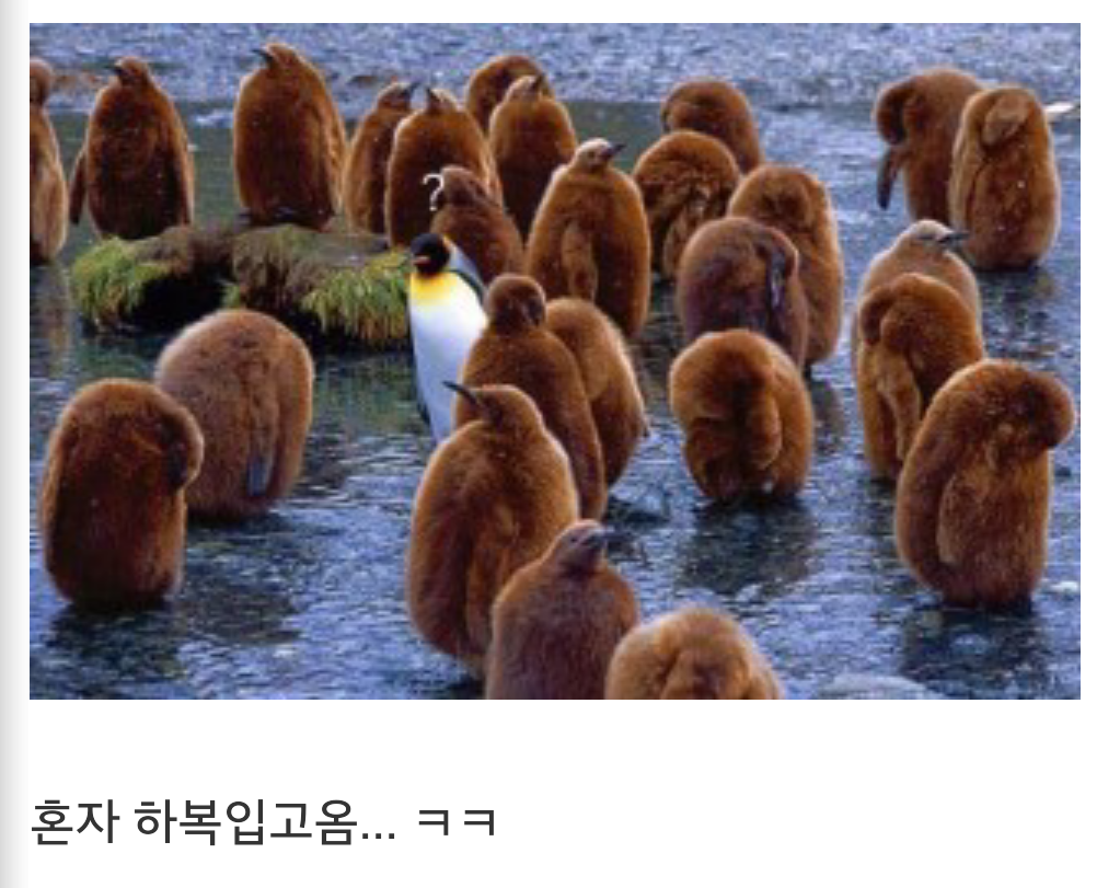 포스트의 이미지