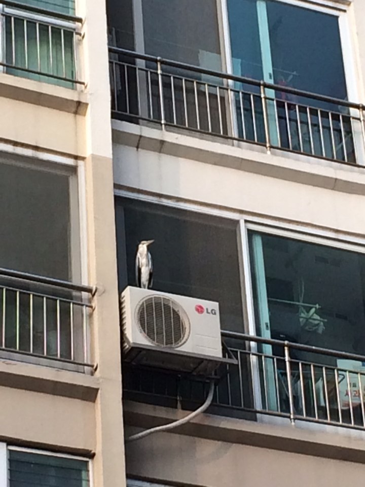 포스트의 이미지