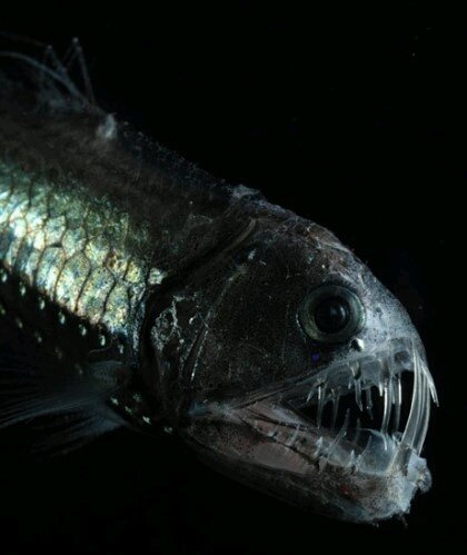 포스트의 이미지