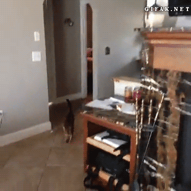 아나 주인새끼 왜 또 지랄이냥