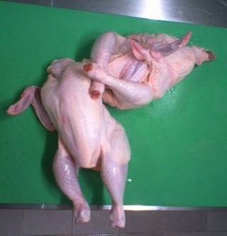 복날을 준비하는  닭들의 자세