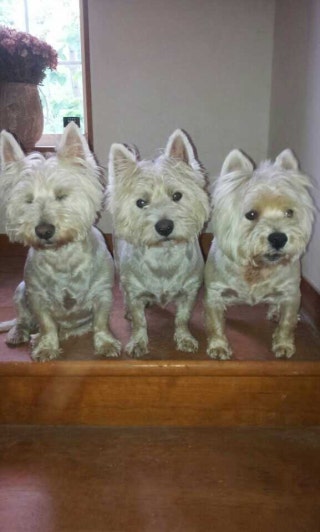 포스트의 이미지