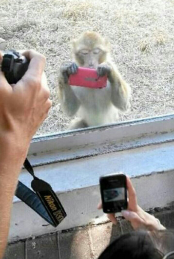 스마트한 원숭이~맞죠!