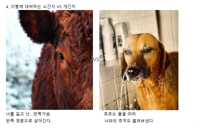 소간지 이미지