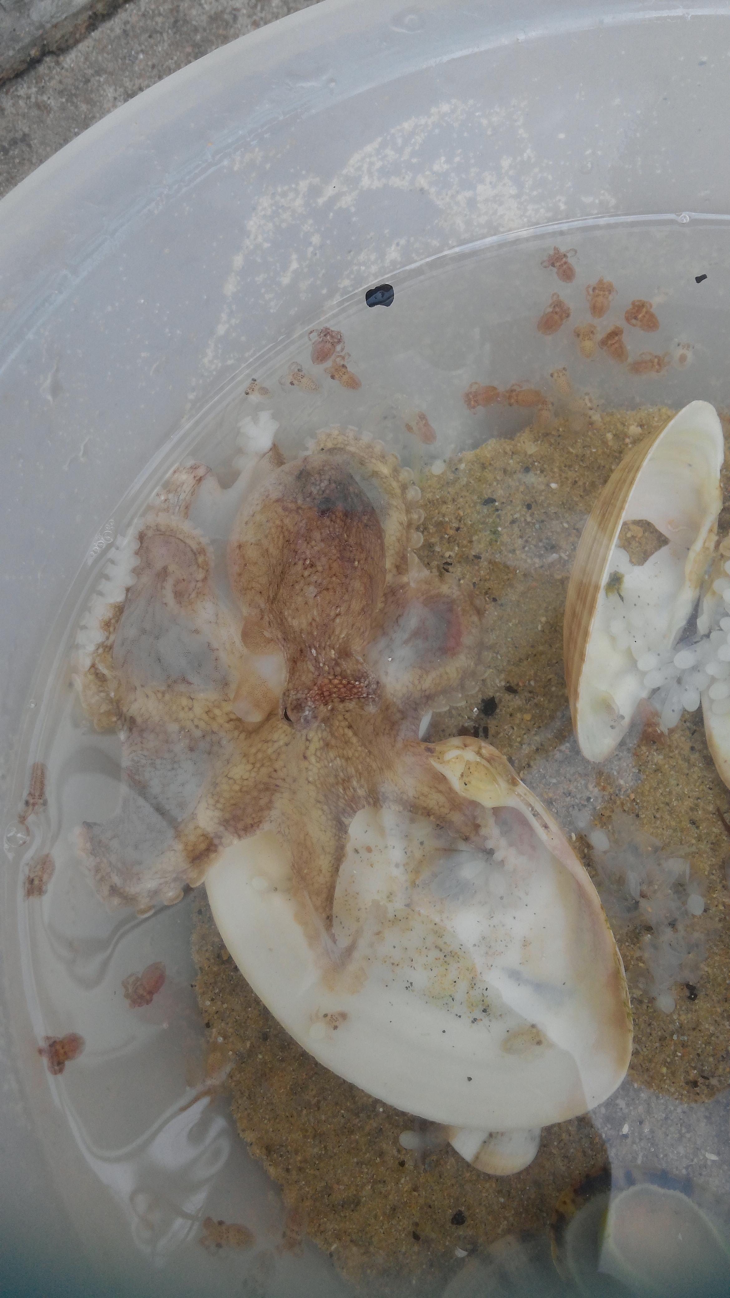 엄마 또 잡혀왔어ㅠㅠ!!!