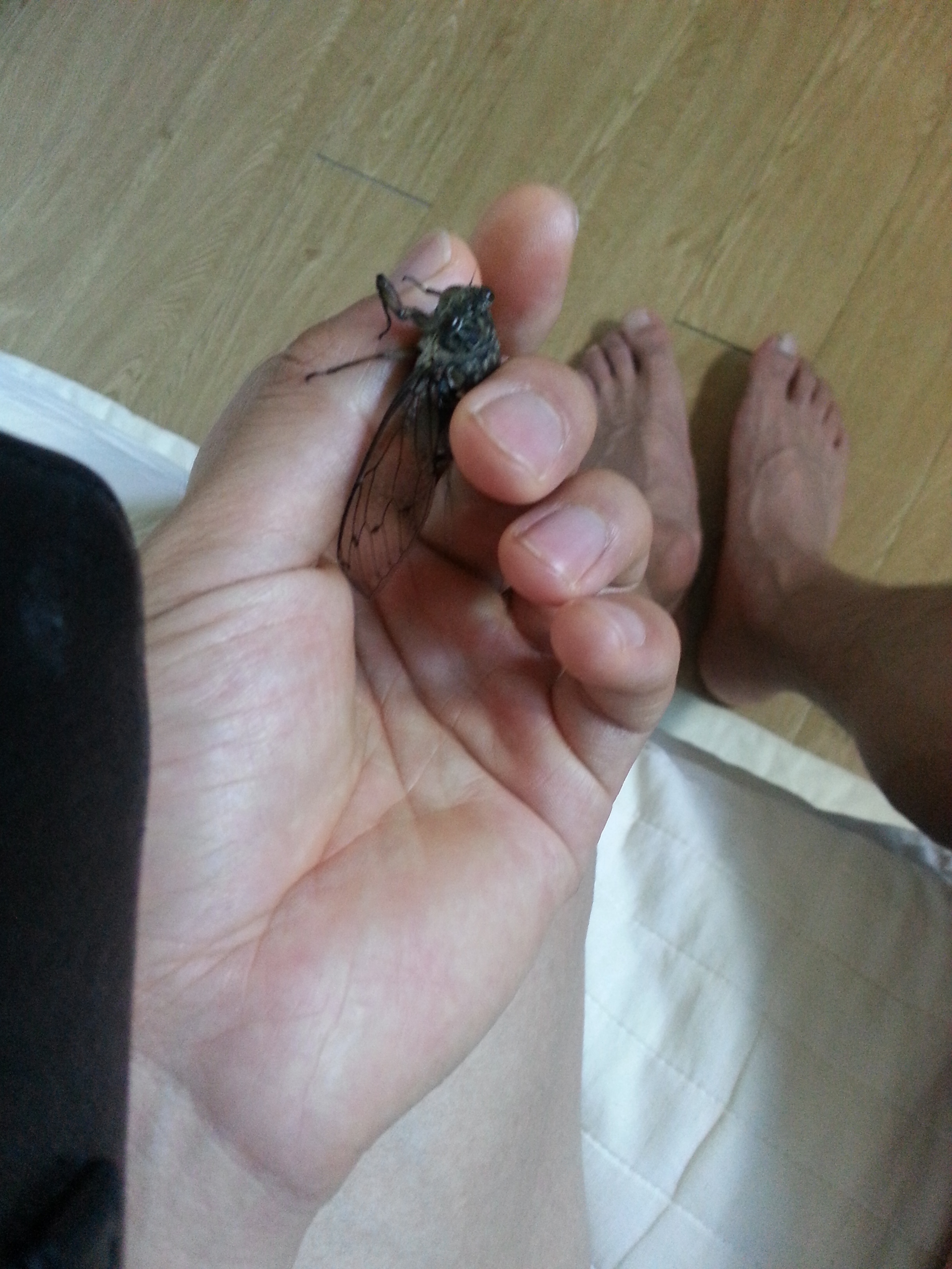 자연 모닝콜시계