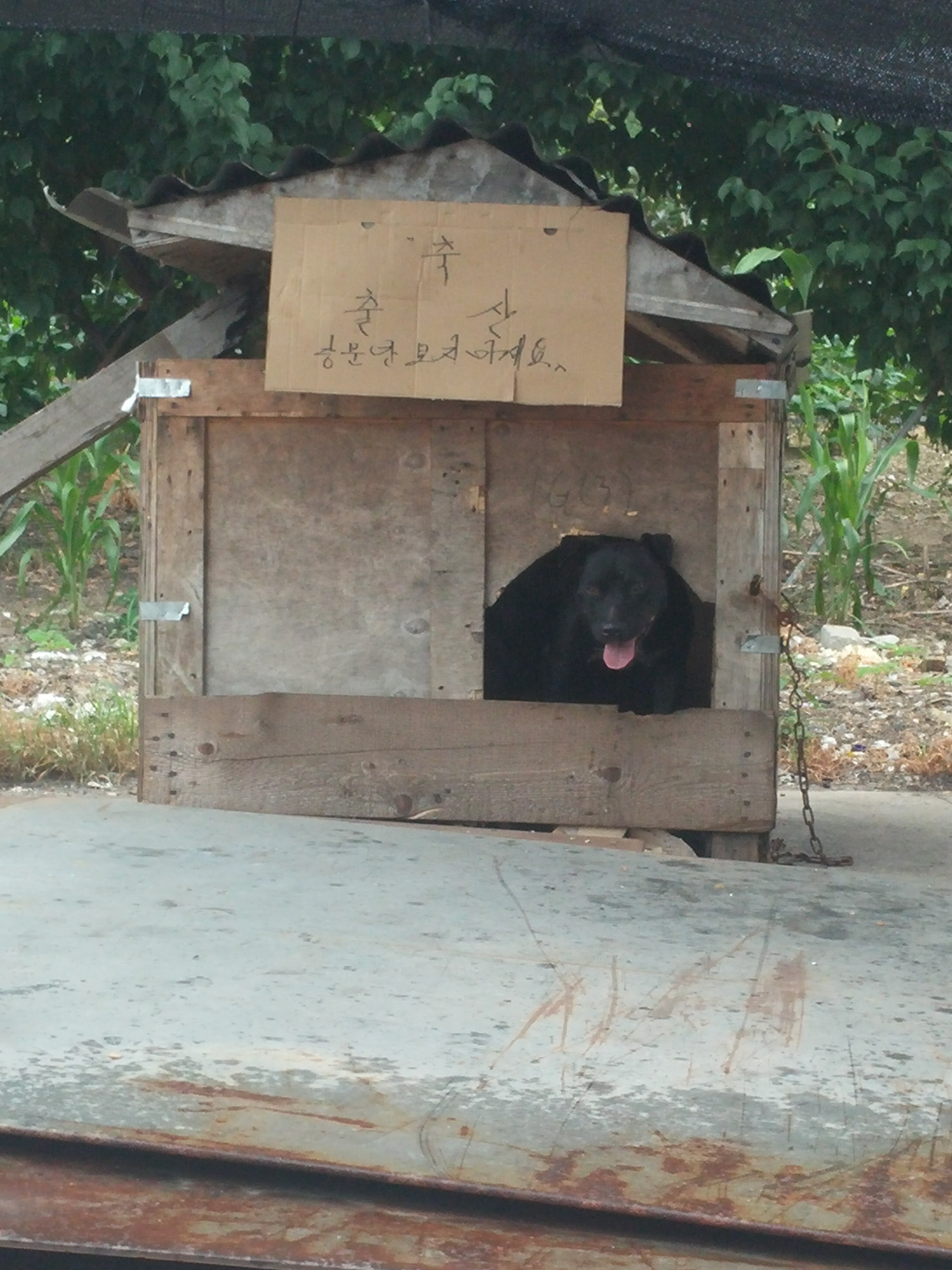 저희 회사 개 출산요 ㅎ