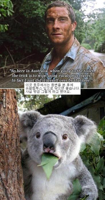 베어그릴스의 만행