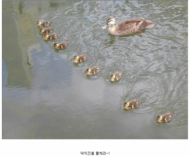 신에게는 아직 10척의 배가 남아있나이다