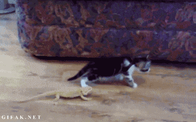 포스트의 이미지