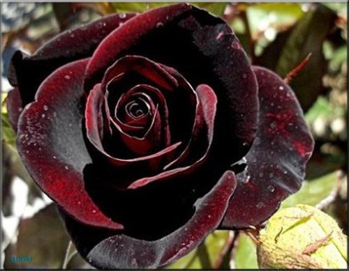 포스트의 이미지