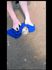 너 다이어트좀 해야겟구나.gif