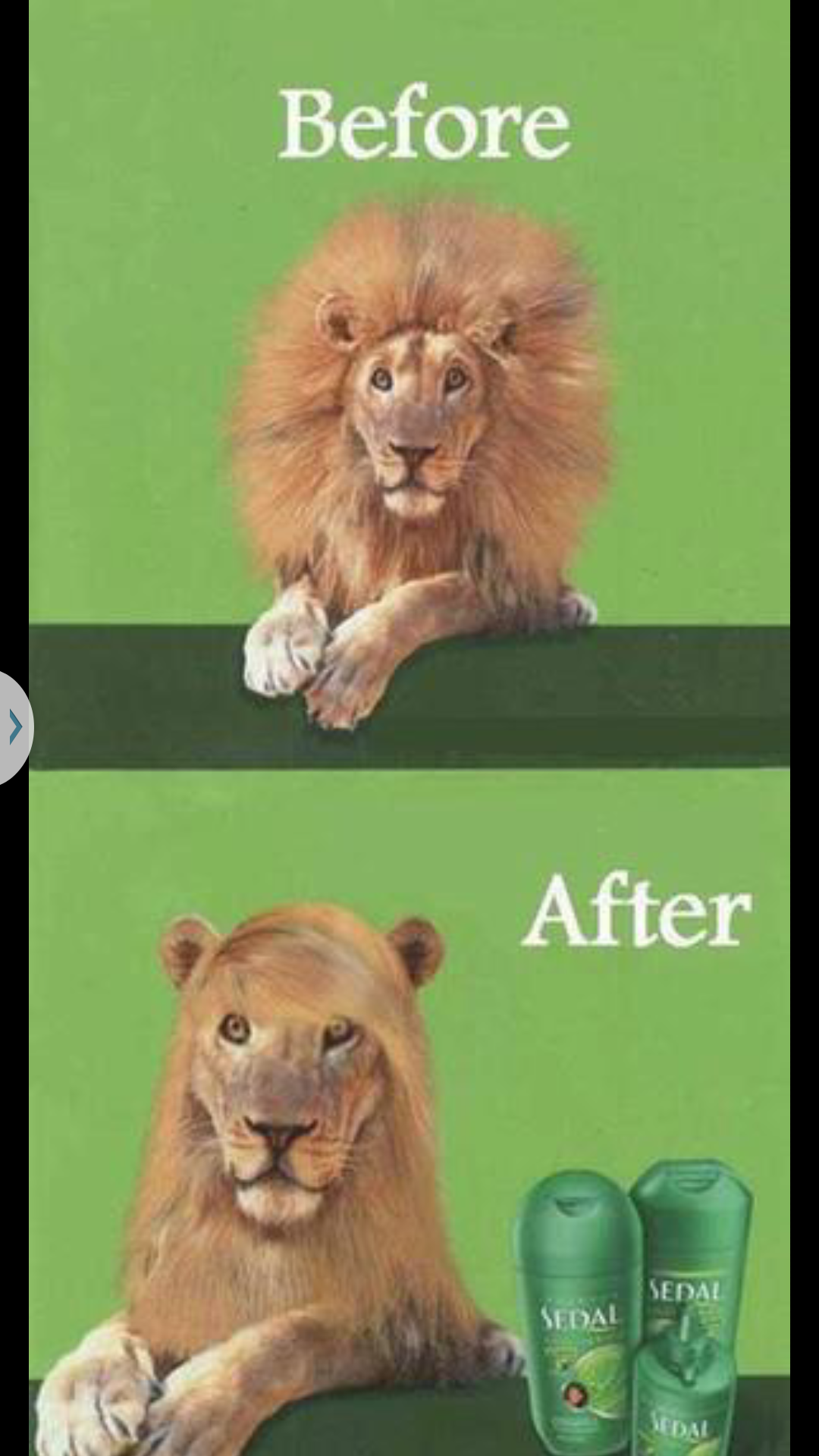 사자머리 걱정 끝