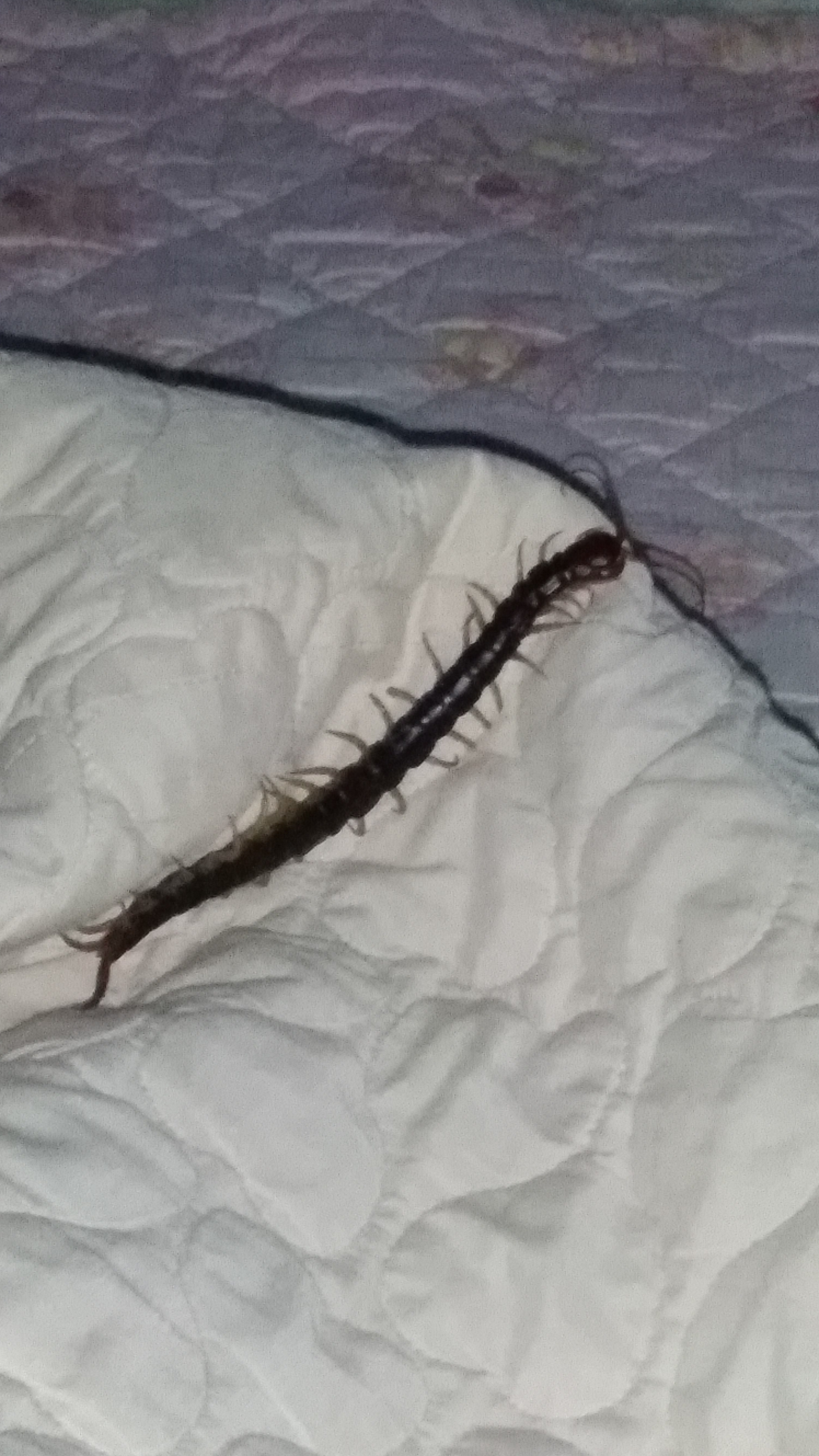 자다가 지네나옴