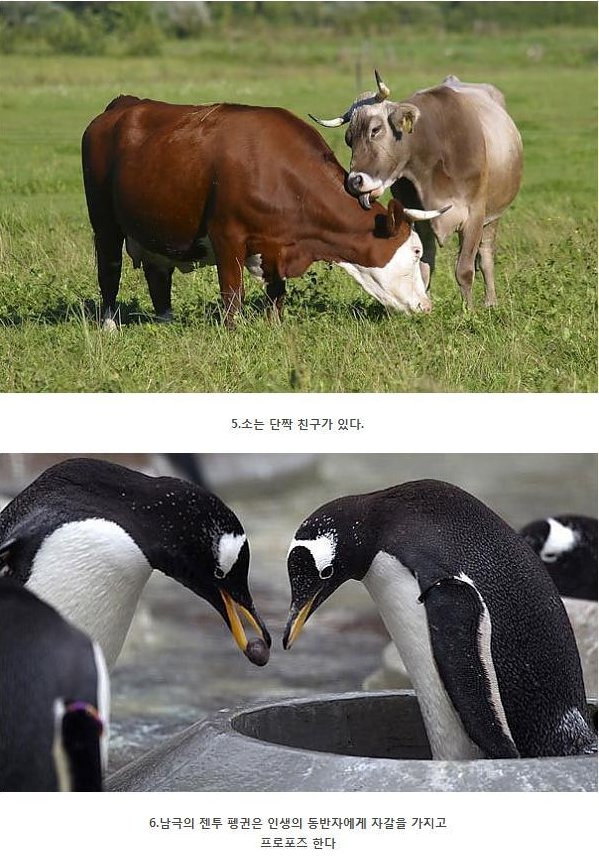 포스트의 이미지