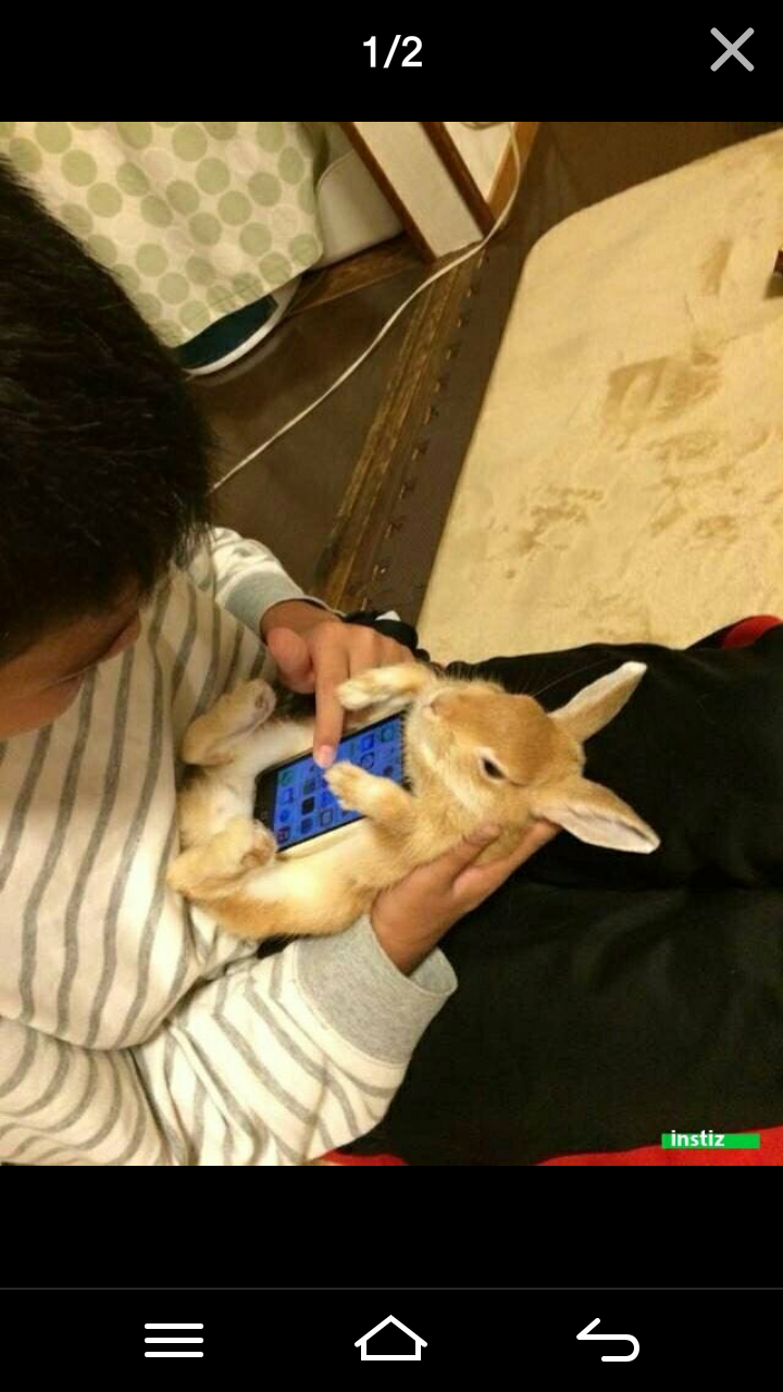 살아서 움직일 것 같은 토끼 케이스(반전주의)