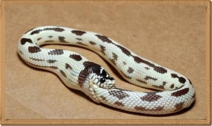 포스트의 이미지