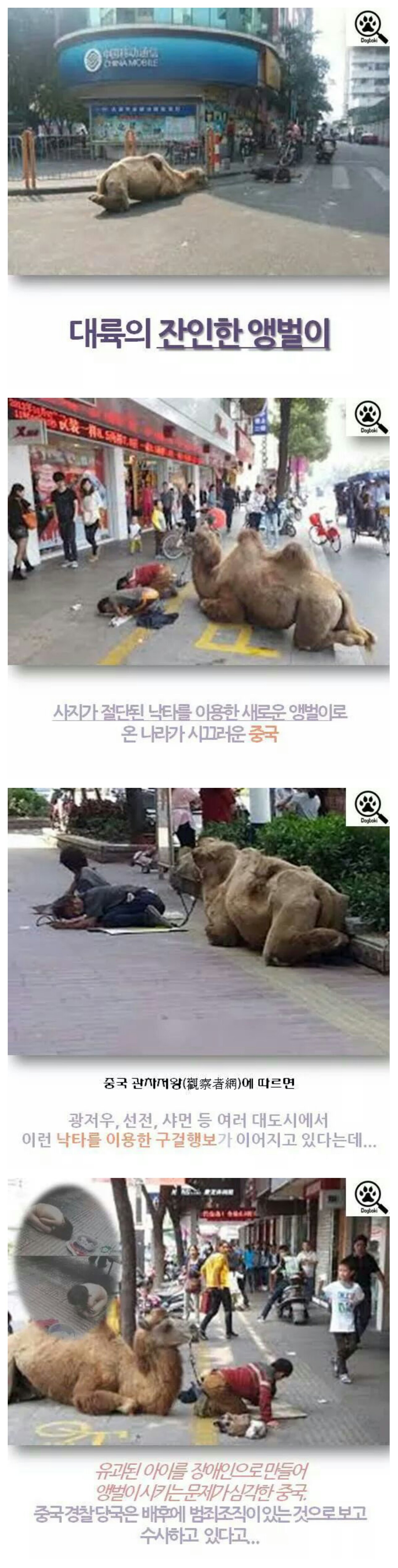 대륙의 잔인한 앵벌이