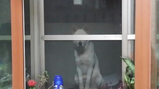 자체모자이크견