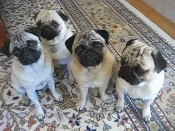 포스트의 이미지