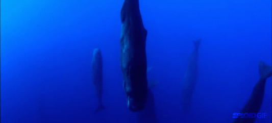 포스트의 이미지