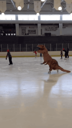 f22894852b1b7f75faf1f2764d4735c8_1456296620.2786-1.gif