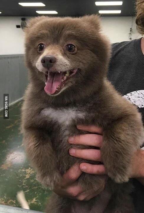 http://social.phinf.naver.net/20160718_123/1468842852125SjSP6_JPEG/This-baby-bear-was-mistakenly-brought-into-doggie-day-care-.jpg?type=w710_1