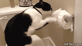 GIF-Cat-Playing-With-Toilet-Paper.gif