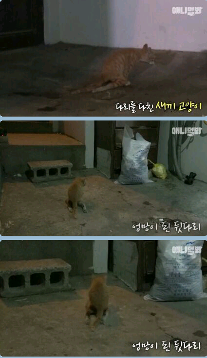 새끼냥이한테 무슨일이 있었던 걸까