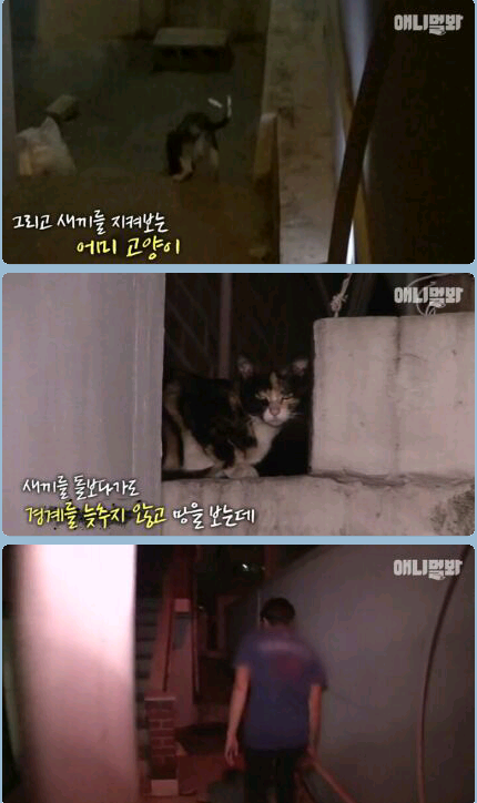 새끼냥이한테 무슨일이 있었던 걸까