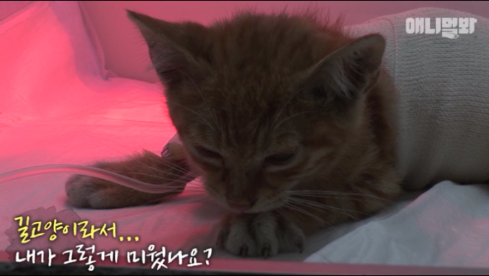 새끼냥이한테 무슨일이 있었던 걸까