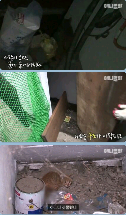 새끼냥이한테 무슨일이 있었던 걸까