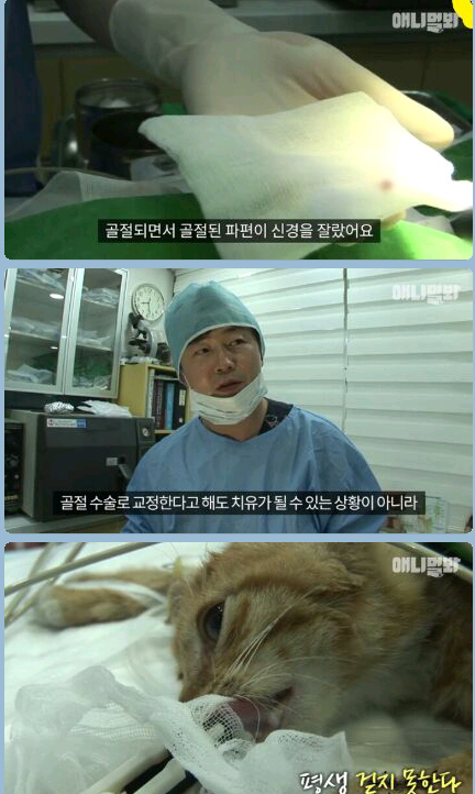 새끼냥이한테 무슨일이 있었던 걸까