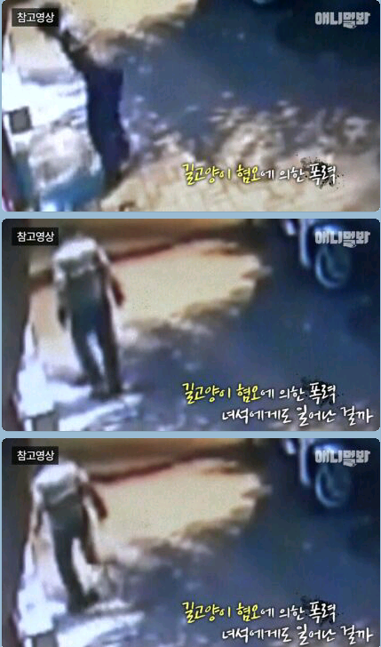 새끼냥이한테 무슨일이 있었던 걸까