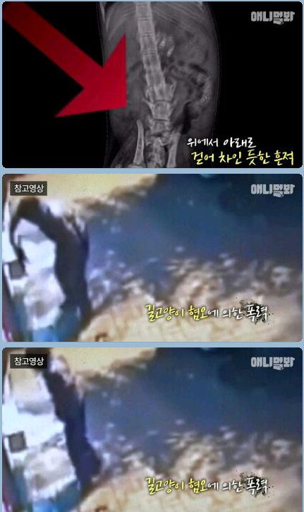 새끼냥이한테 무슨일이 있었던 걸까