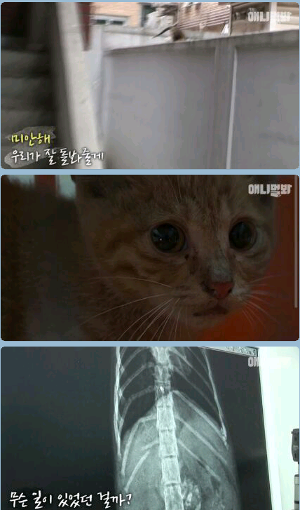 새끼냥이한테 무슨일이 있었던 걸까
