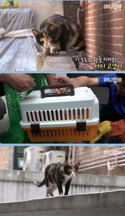 새끼냥이한테 무슨일이 있었던 걸까