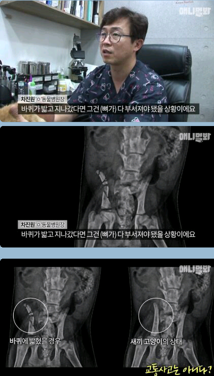 새끼냥이한테 무슨일이 있었던 걸까