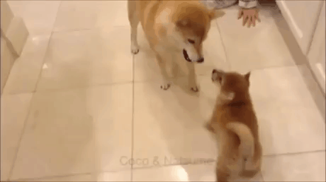 drill.gif