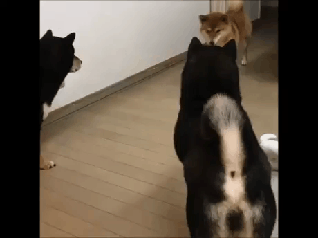 shiba.gif