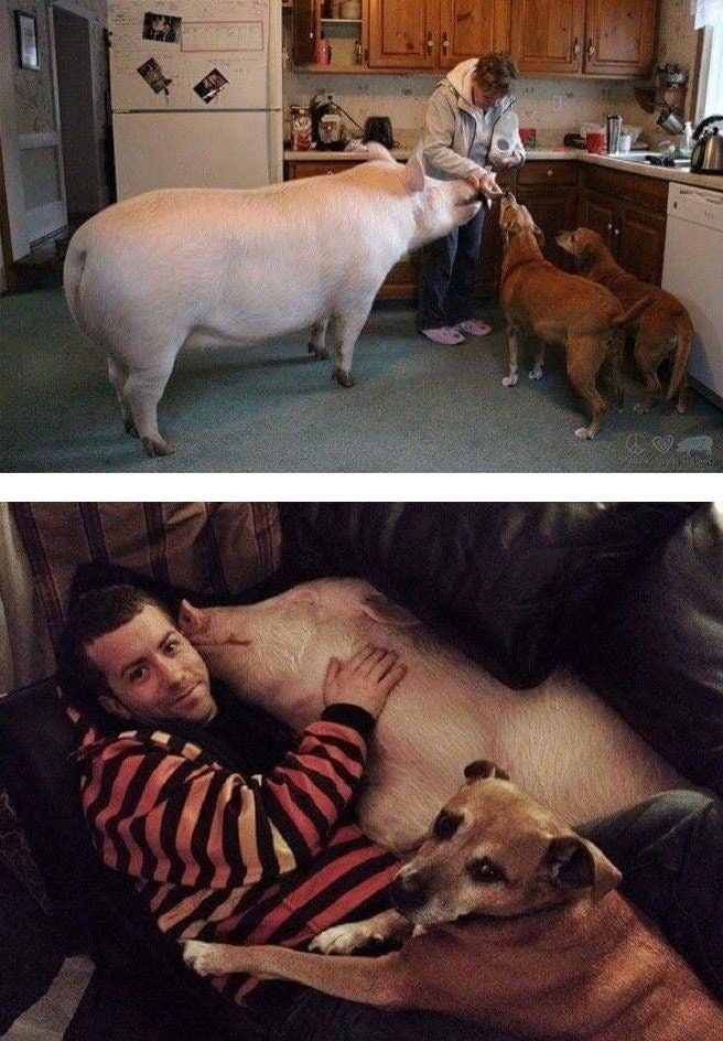 미니피그를 입양했는데....jpg