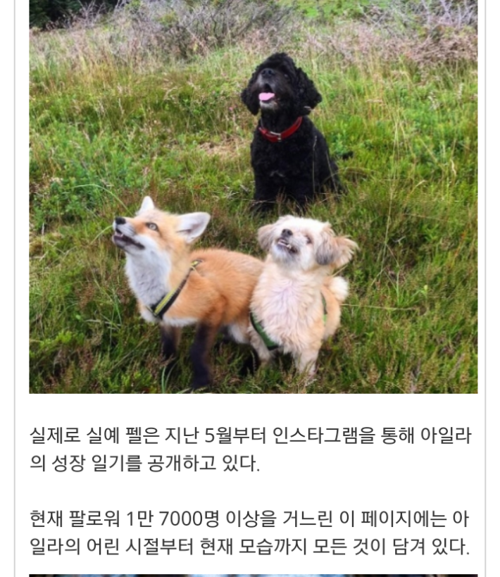 모피공장에서 구조된 여우