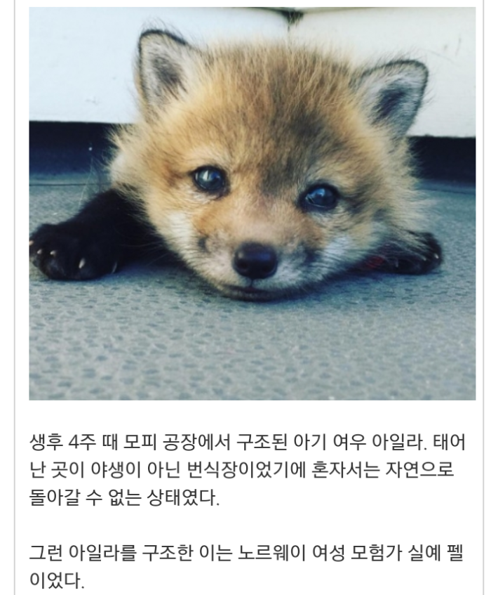 모피공장에서 구조된 여우