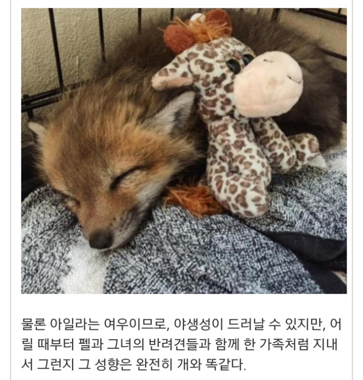 모피공장에서 구조된 여우