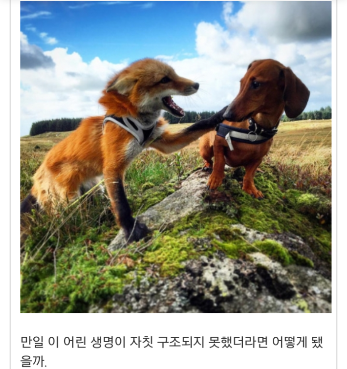 모피공장에서 구조된 여우