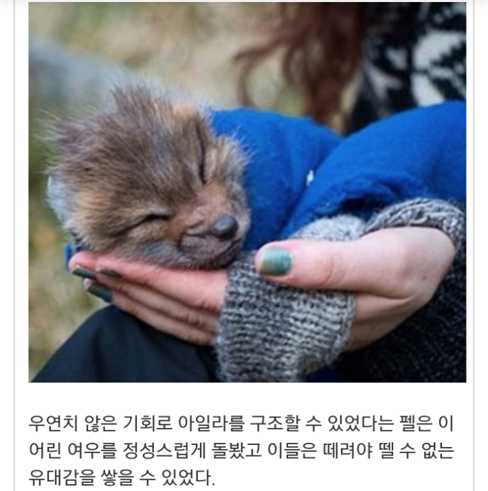 모피공장에서 구조된 여우
